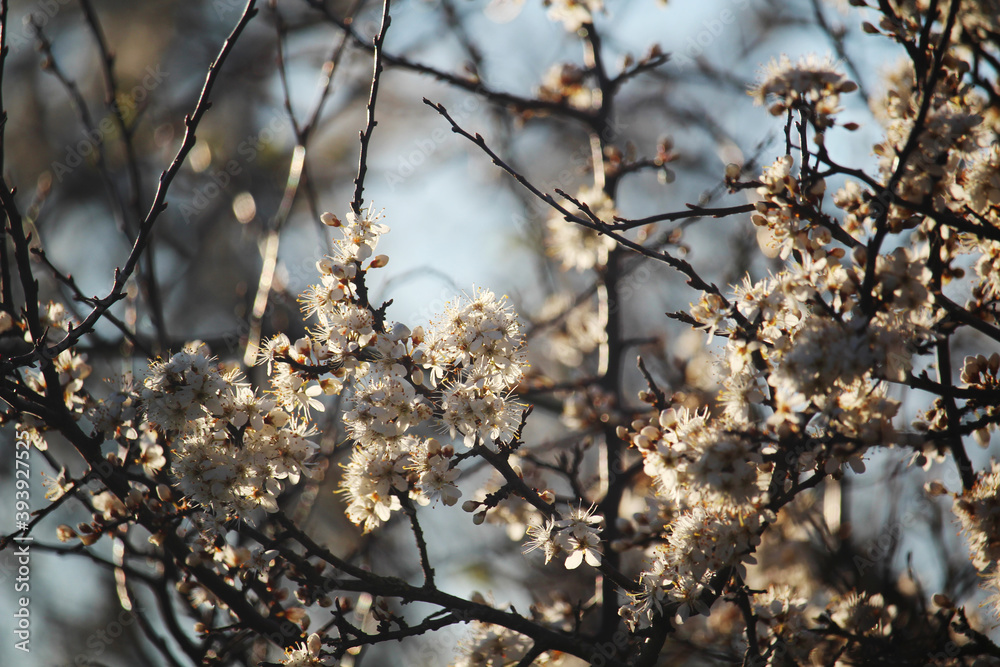 Blossoming trees in spring season Blossoming trees in spring season