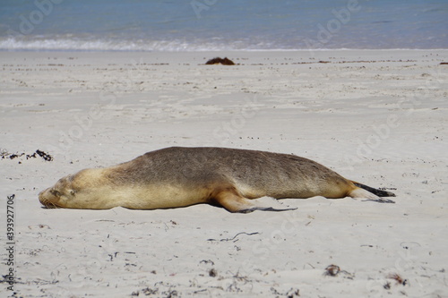 sea lion relaxing on the beach