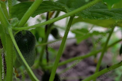 ripe cucumber grows on a cucumber patch in a greenhouse among leaves and twigs