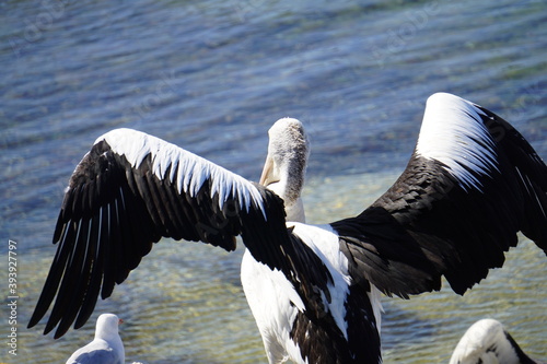 pelican about to start flying