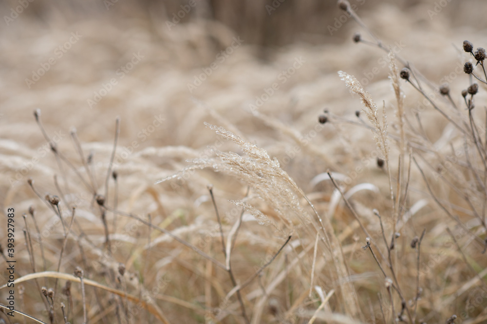 brown grass in a field after a freezing rain in late autumn brown grass in a field after a freezing rain in late autumn