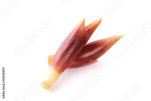 mioga isolated on a white background photo
