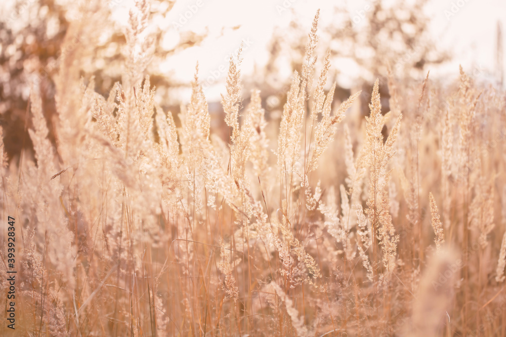 Obraz premium Dry golden reed grass in sunlight