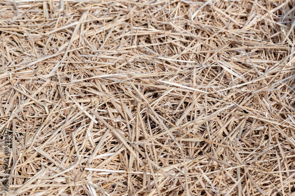 Hay on the ground. Background. Close-up Hay on the ground. Background. Close-up