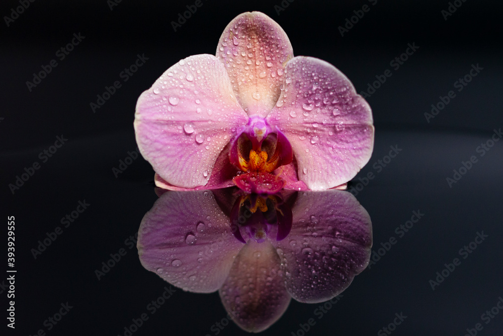 Fototapeta premium Amethyst Orchid flower on a dark reflective surface. Water drops on the petals.