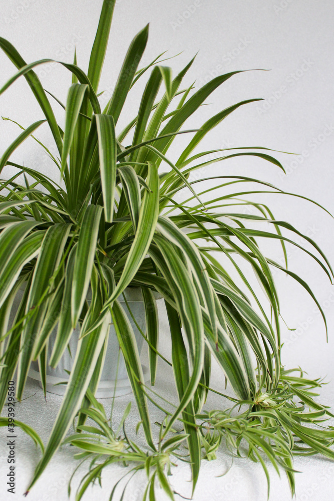 Fototapeta premium chlorophytum - house plant on white background