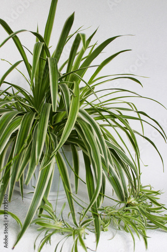 chlorophytum - house plant on white background