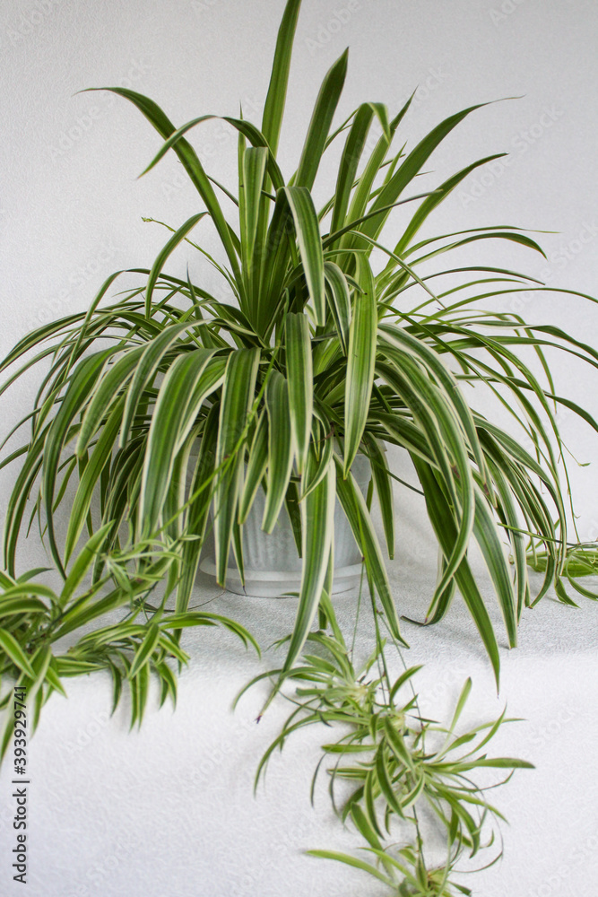 Obraz premium chlorophytum - house plant on white background