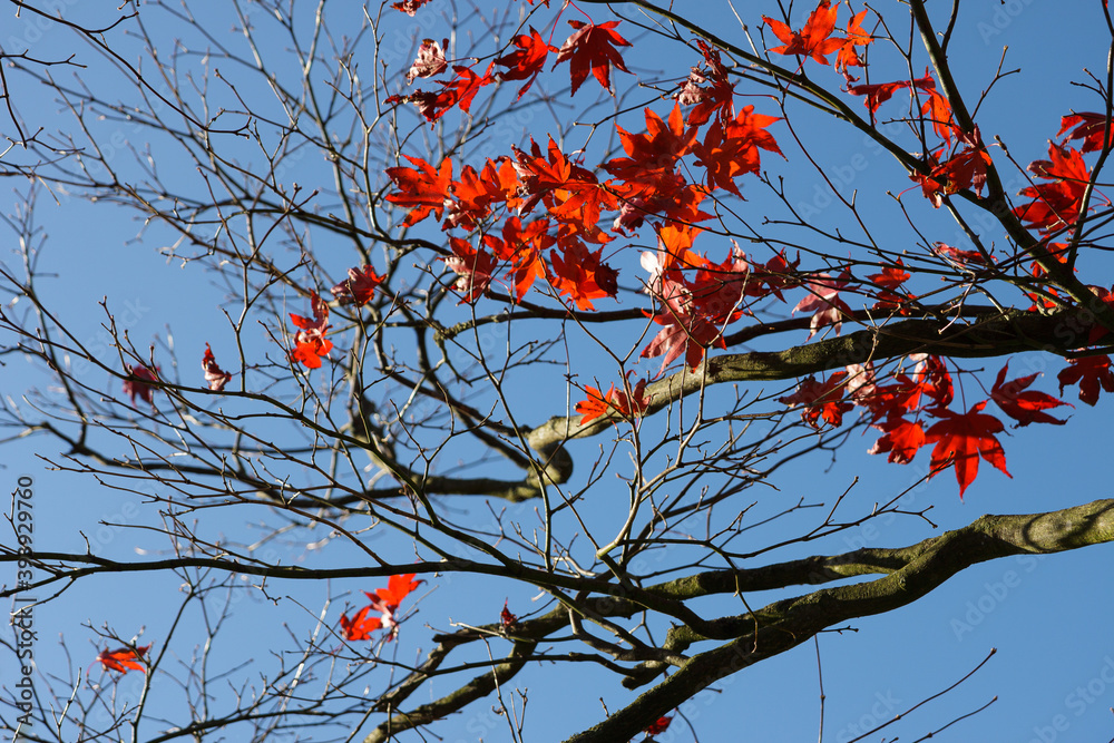 Autumn Red Leafs on tree branches with blue sky as background Autumn Red Leafs on tree branches with blue sky as background