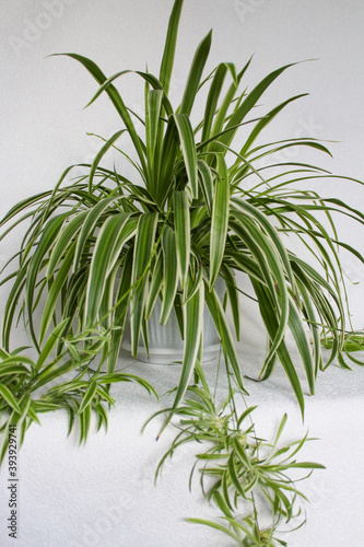 chlorophytum - house plant on white background