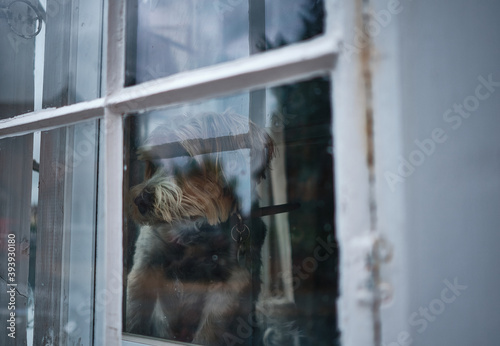 Dog in a window. © Stuart