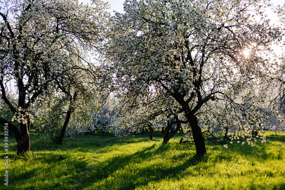 Blooming apple orchard in spring. Apple trees flowers. Sunlight. Vibrant happy joyful spring 