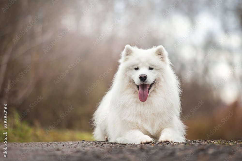 portrait of a white samoyed dog