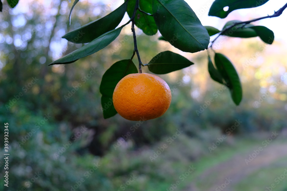 orange citrus fruit hanging from tree outside in the backyard