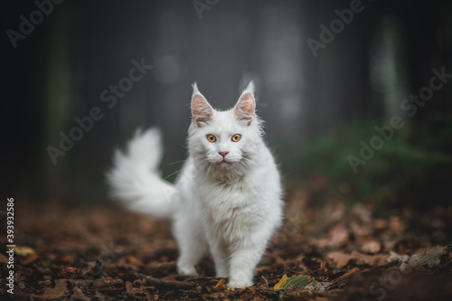 White Maine Coon in dark forest