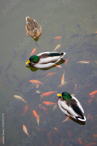Male and Female Mallard Ducks in koi pond