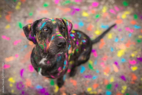 Catahoula Leopard Dog with holi colors photo