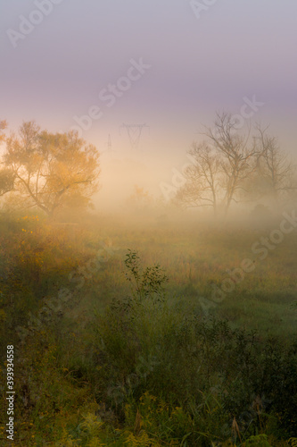 morning mist in the meadow