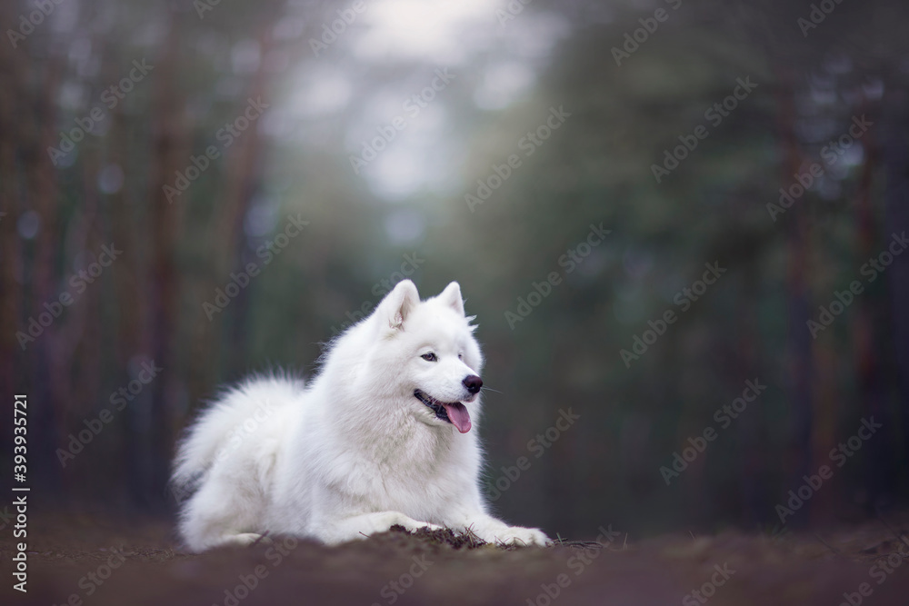 Beautiful samoyed dog in forest portrait Beautiful samoyed dog in forest portrait