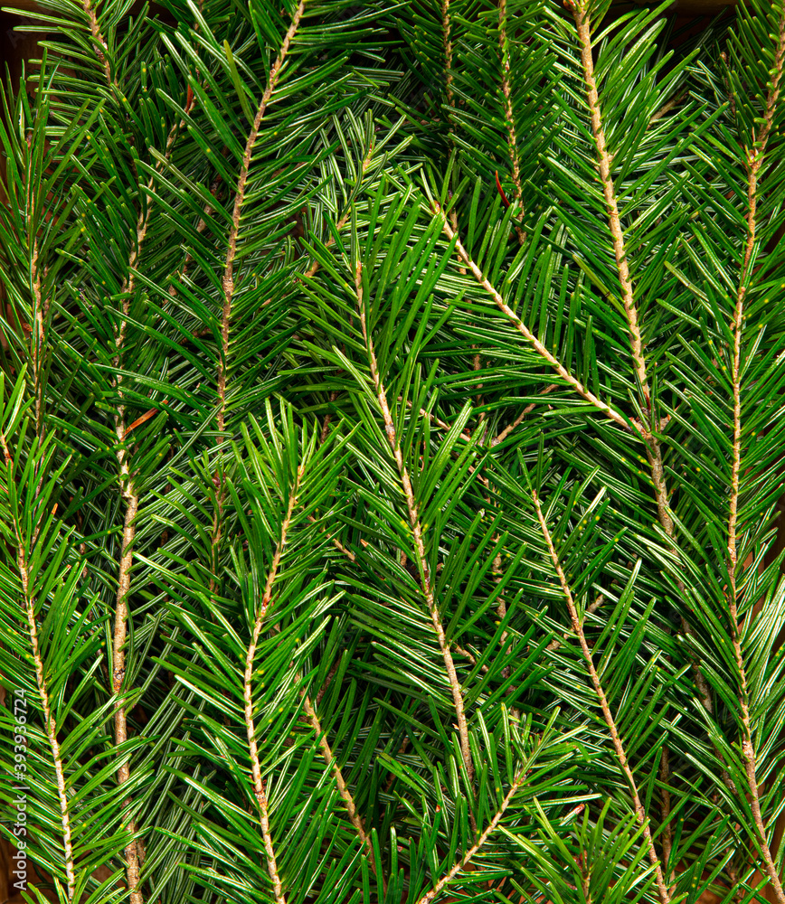 Natural evergreen xmas tree needles texture background, close up photo of fir spruce saplings twigs for gardening store