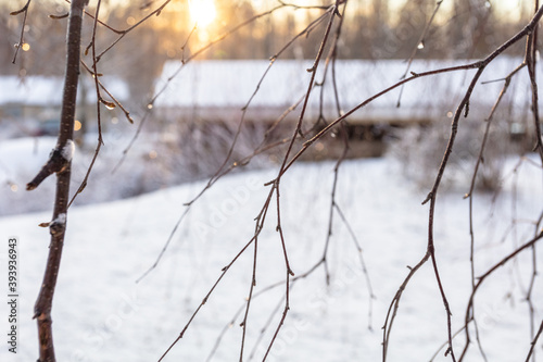 Snow and frozen twigs. Concept, it's winter © M.V.schiuma
