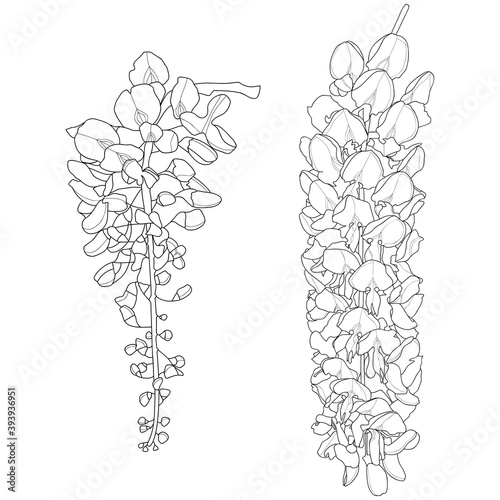Wisteria flower hand drawing, Hand drawing, Flower drawing, Sketch, Beautiful hand drawing of wisteria flower, Flower art