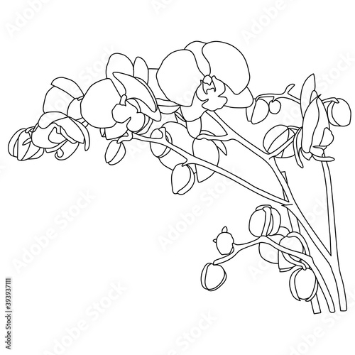 Orchid flower hand drawing, Hand drawing, Flower drawing, Sketch, Beautiful hand drawing of orchid, Flower art