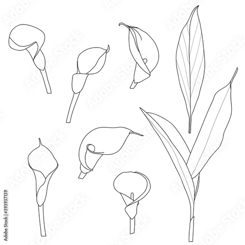 Calla lily flower hand drawing, Hand drawing, Flower drawing, Sketch, Beautiful hand drawing of calla lily, Flower art