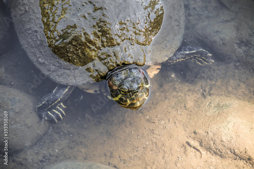 Automne au Japon, tortue sortant la tete de l'eau photo