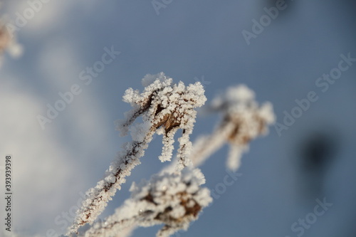 eingefrorene Pflanzen