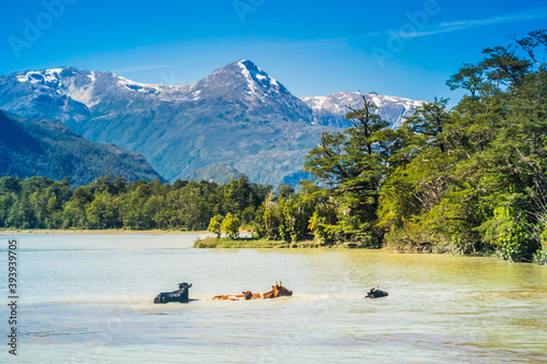 Flock of cows crossing the Baker river. Carretera Austral, Patagonia - Chile. photo