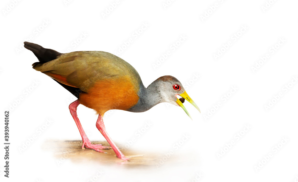 Fototapeta premium Close up of a little wood rail against clear white background
