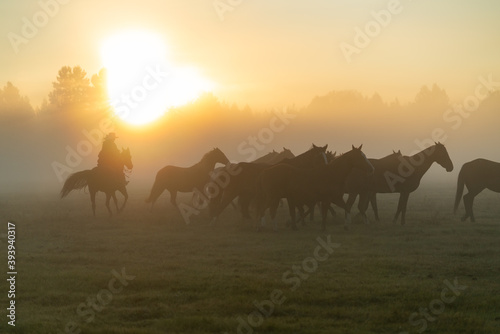 Fototapeta Naklejka Na Ścianę i Meble -  Silhouette of cowgirl on horse in morning