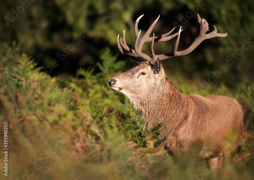 Close-up of a red deer stag standing in ferns in autumn