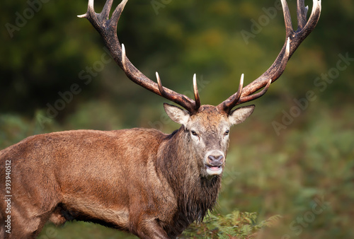 Close-up of a red deer stag during rutting season in autumn