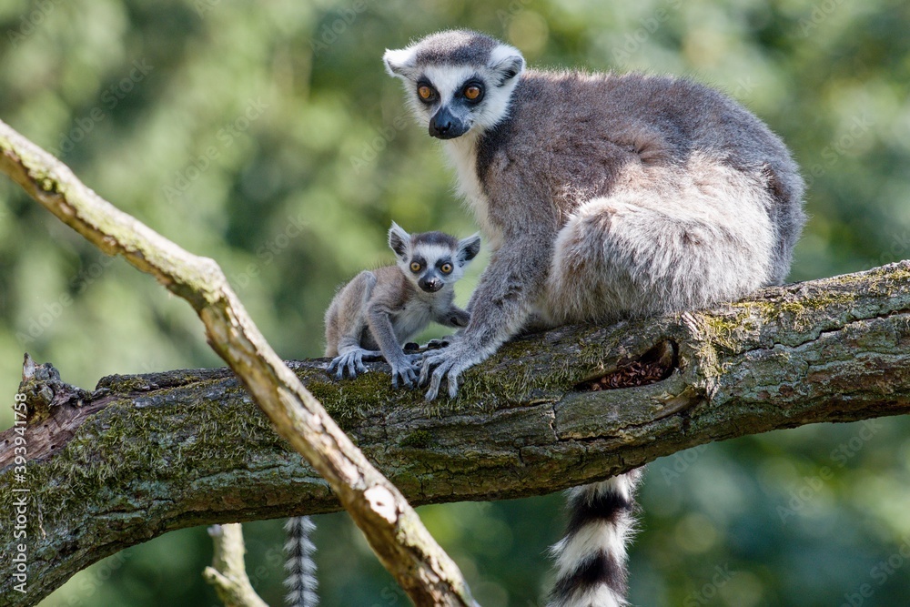 Obraz premium lemur on tree