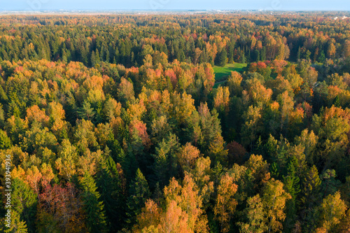 Autumn forest view from copter. Fall nature