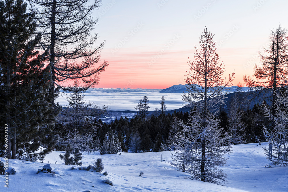 Top view of the misty valley, snow-covered trees and mountains at dawn. Winter, Altai Republic, Russia