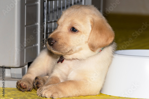 A Labrador Puppy relaxing by his cage