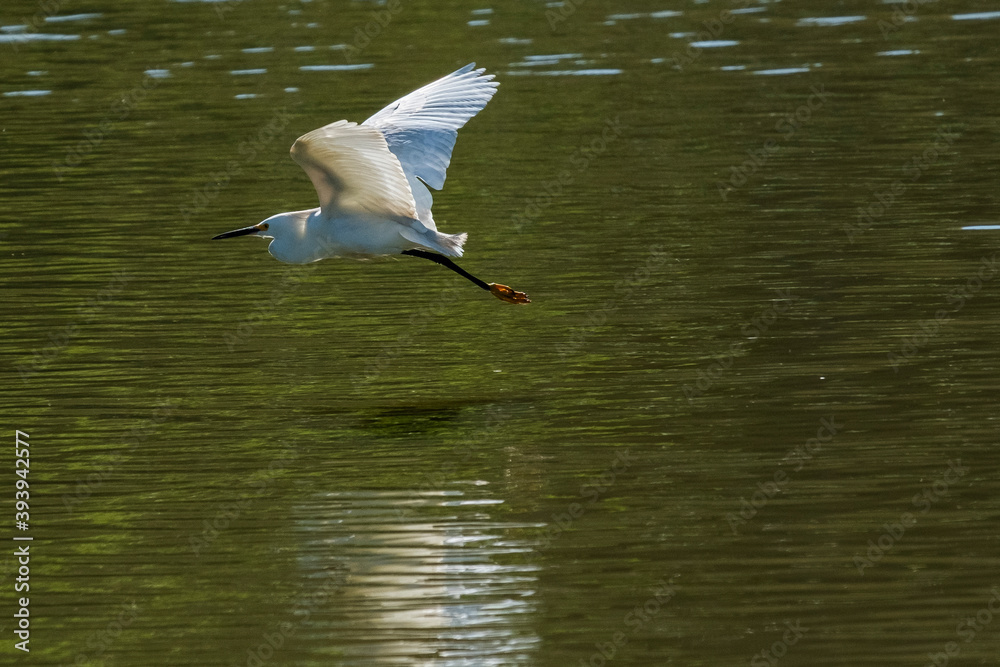 bird in flight