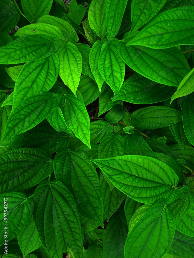green leaves background green leaves background