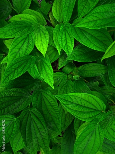 green leaves background