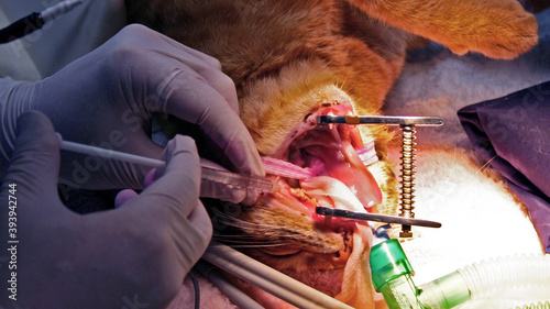 Dental surgery on a domestic cat