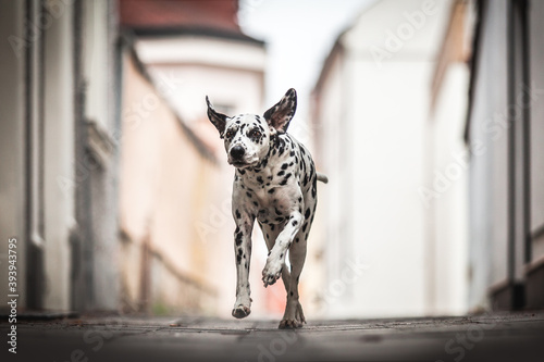 running dalmatian dog in the city photo