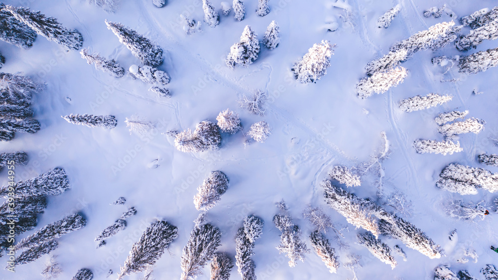 Aerial view from drone of frozen snowy peaks of endless coniferous forest trees in Lapland National park environment, bird’s eye top view of famous natural landmark in Riisitunturi on winter season