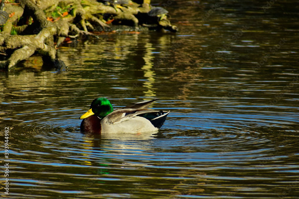 Obraz premium Male Mallard swimming in a pond at Cape May Zoo, NJ