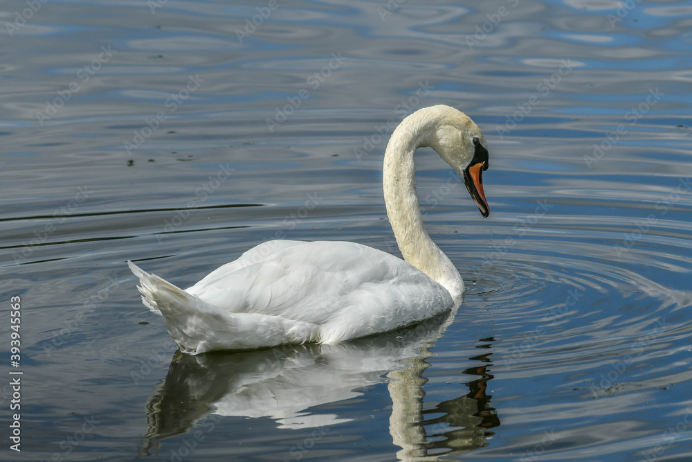 swan on the lake
