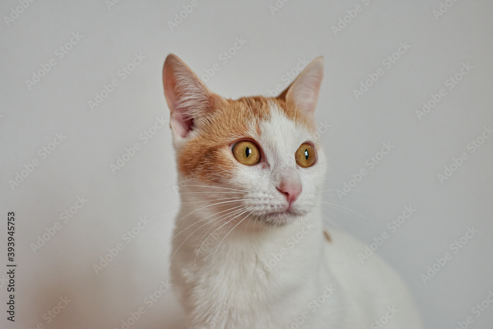 Selective focus shot of cute cats sitting by a white wall