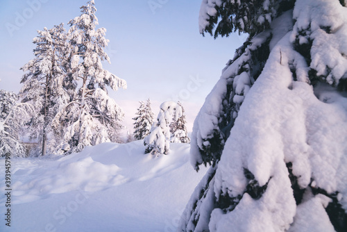 Snowy and frosty trees on northern destination natural environment, national park location with beautiful cold landscape and firs in Lapland