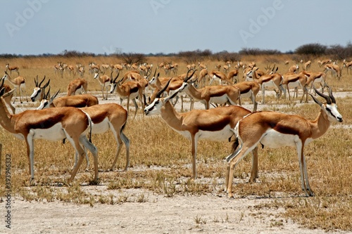 Herd of Grant's Gazelle / Nanger Granti /. Nxai Pan National Park. Botswana. Africa. photo